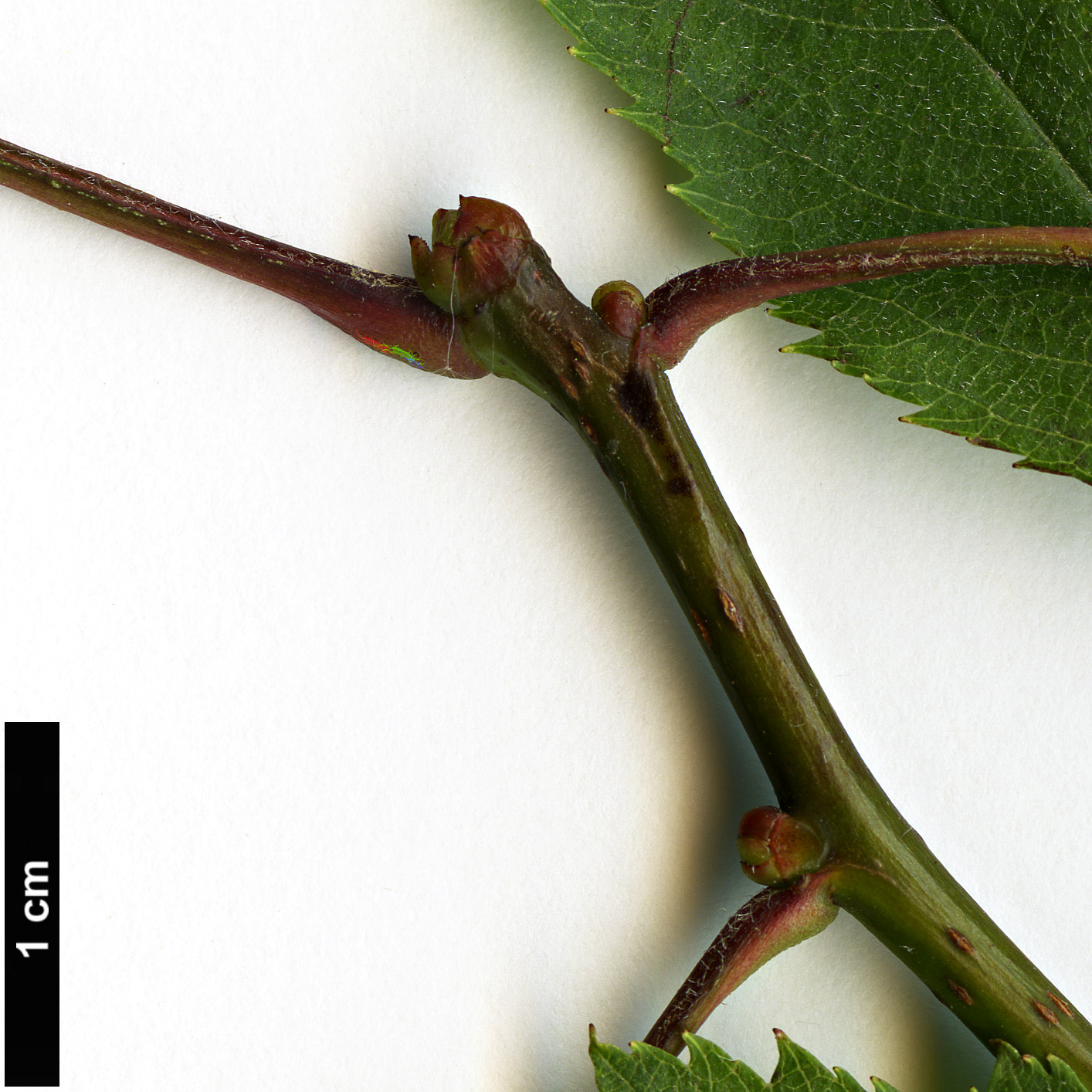 High resolution image: Family: Rosaceae - Genus: Crataegus - Taxon: crassicarpa